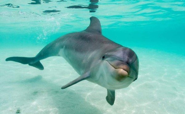 Hondureños rescatan a delfín varado en una playa de Choluteca