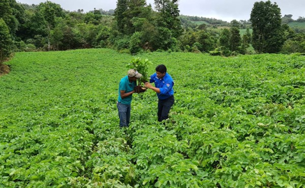 Mejoran rendimiento de cultivos de papa en Intibucá con productos Cadelga
