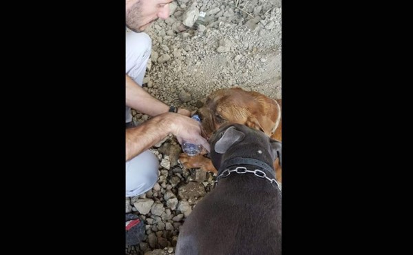 Caso de perra enterrada viva escandaliza a Francia