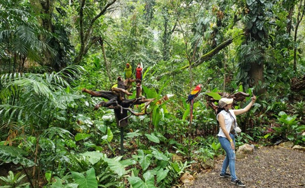 Liberan 10 guacamayas rojas en Copán Ruinas  