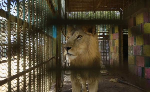 Muere uno de los cinco leones desnutridos de un zoológico en Sudán