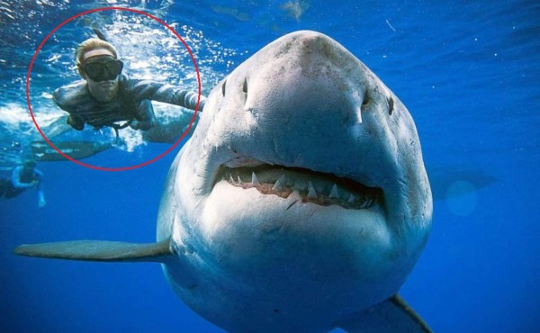 Video viral: buceadora nada con uno de los tiburones más grandes jamás grabados
