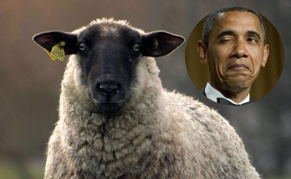 ¡Baa-rack!, las ovejas son capaces de reconocer a Obama en una foto