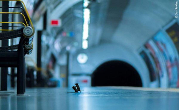 La pelea de ratones en el metro de Londres: la mejor foto de naturaleza del año