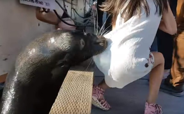 El aterrador momento en que un león marino ataca a una niña