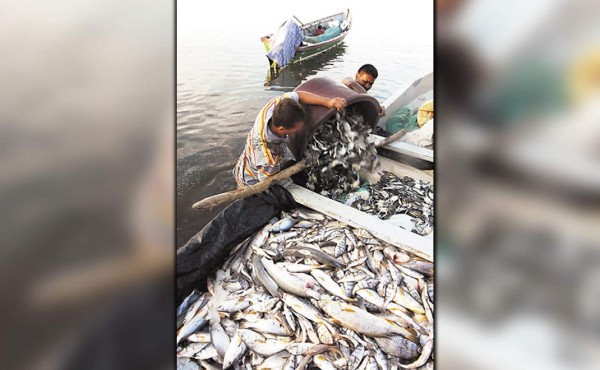 Pesca artesanal deja $2,500 millones a economías de Centroamérica
