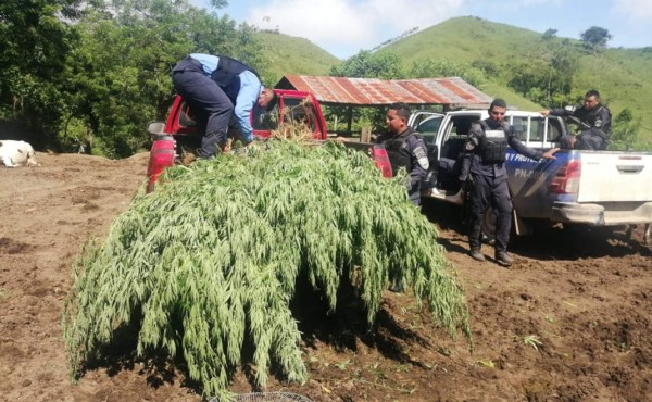 Incautan 500 plantas de supuesta marihuana en Olancho