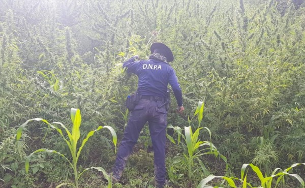 Incautan unas 15 mil plantas de marihuana en Tocoa