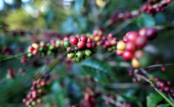 Las exportaciones hondureñas de café bajan un 13.1 % por razones climáticas