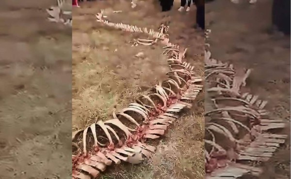 Encuentran esqueleto de 'dragón' de 18m en China  