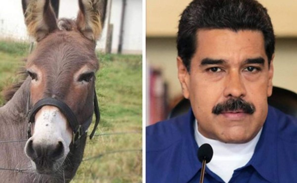 Dos bomberos podrían pasar 20 años de cárcel por llamar 'presidente Maduro' a un burro
