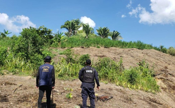 Policía de Honduras destruye 10,000 plantas de marihuana encontradas en Tocoa
