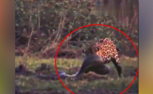 Video viral: jaguar se enfrenta a muerte con descomunal anaconda