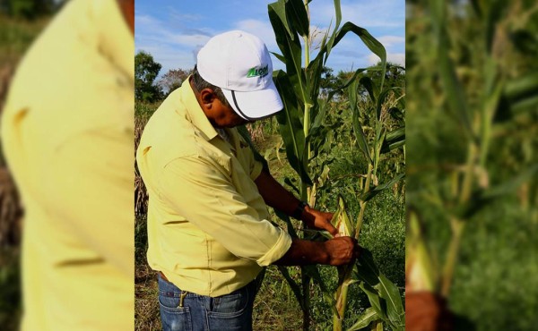 Honduras importará arroz para atender demanda