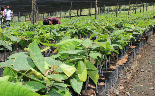 Campesinos del Valle de Sula reemplazan cultivos de maíz por cacao fino