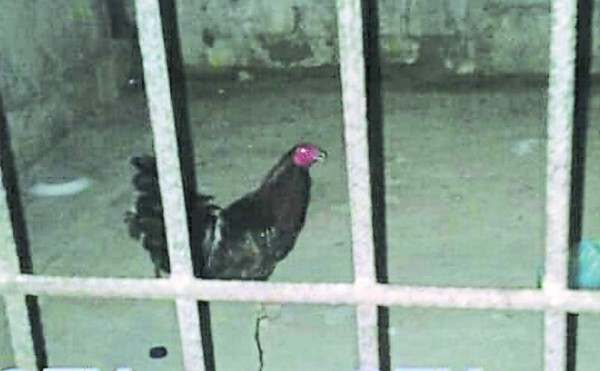 Tras dos días preso, el gallo salió de la cárcel