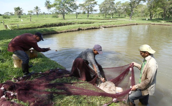 Honduras en el ”top” 20 de producción de tilapia