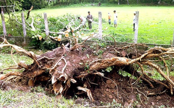 Fuertes vientos derriban árboles en el occidente de Honduras