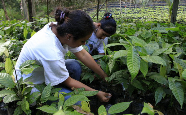 Honduras con potencial para cultivar cacao de alta calidad