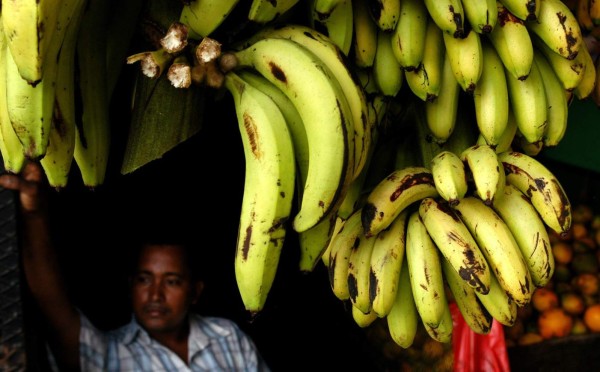 Preocupación por hongo que destruye el banano y el plátano