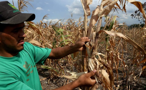 FAO alerta sobre efectos de la sequía en la región