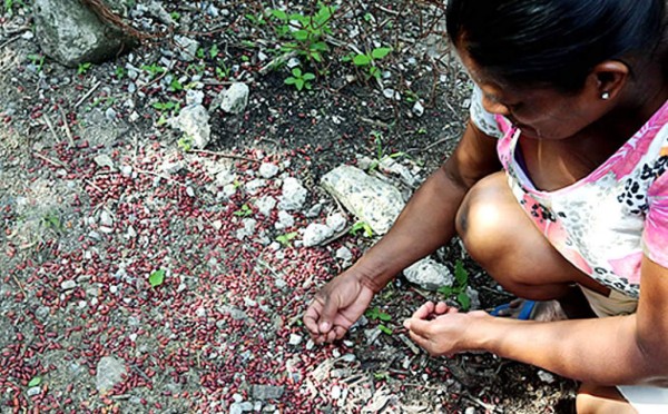 Hallan 1,000 quintales de frijoles enterrados en el oriente de Honduras