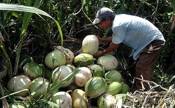 Indígenas Pech de Honduras buscan apoyo para formar empresa