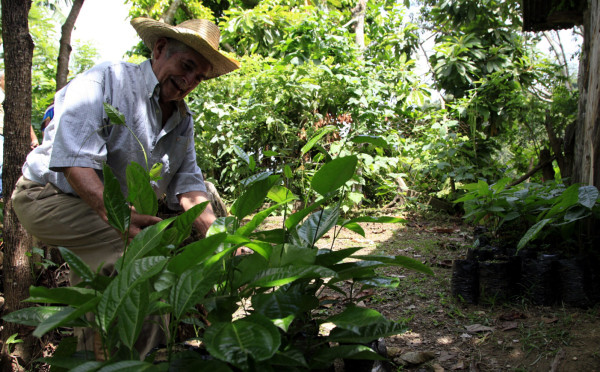 Honduras con potencial para cultivar cacao de alta calidad