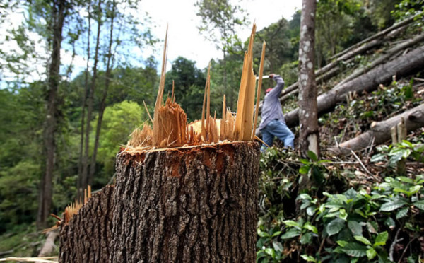 Unos cinco millones de hectáreas de bosques hondureños han sido deforestados por los narcos