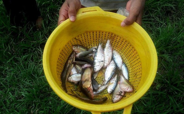 Honduras: Así fue la 'Lluvia de Peces' en Victoria, Yoro