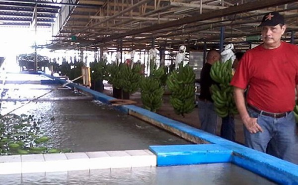 Fincas bananeras de Honduras están en paro de labores indefinido