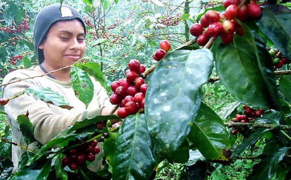 Exportaciones de café hondureño bajan en divisas y en volumen