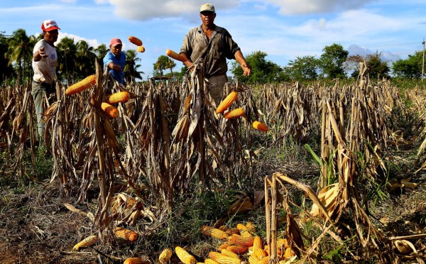 En 50% elevarán cosecha de maíz amarillo en Honduras este año