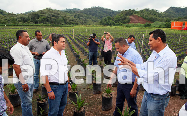 Honduras invertirá 71 millones dólares en producción de palma