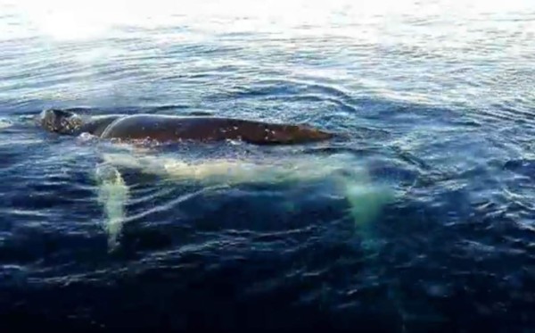 Rescatan a ballena atrapada en el sur de Chile