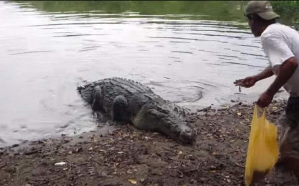 Pescador muere devorado por un cocodrilo