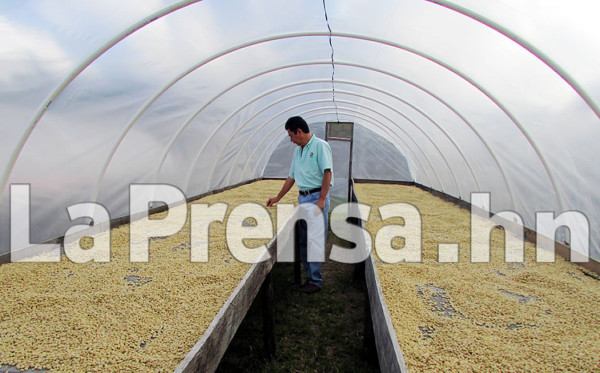 Honduras: Exportaciones de café caen más del 32 % en cosecha actual