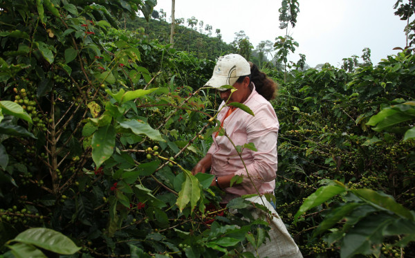 Producción de café en Brasil podría caer 8%