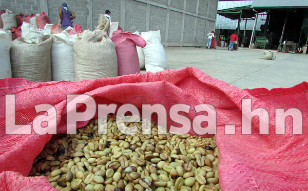 Honduras: Exportaciones de café caen más del 32 % en cosecha actual
