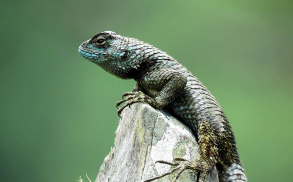 También en la montaña Espíritu Santo, donde se encuentra el cerro Mala Nova, se observa gran diversidad de especies animales, tal y como se aprecia en la gráfica, un extraño reptil.