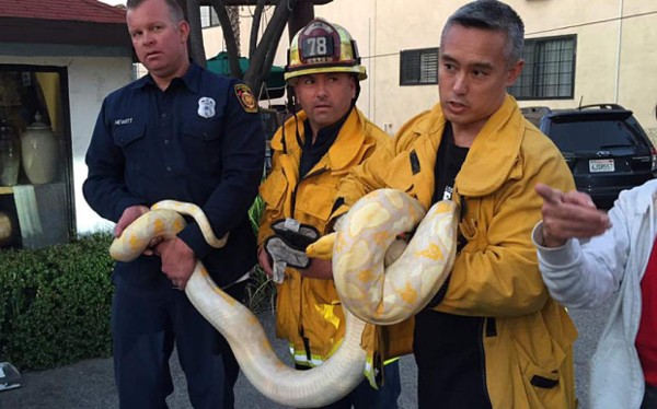 Cliente enojado deja una serpiente gigante dentro de restaurante