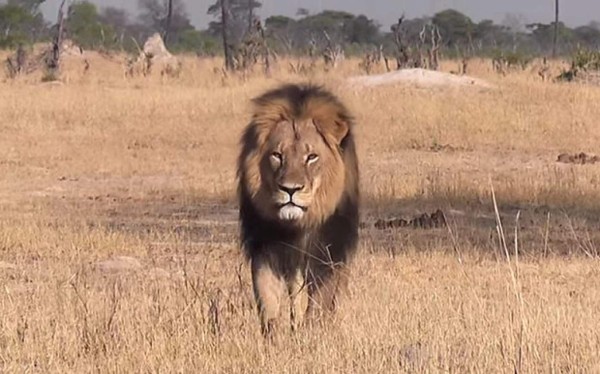Buscan al cazador que mató al león más famoso de África