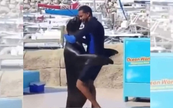 Revienta las redes video de foca bailando merengue