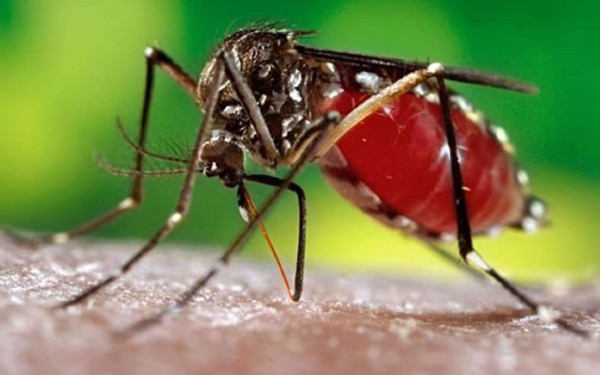 Descubren un hongo que mata al transmisor del dengue y chikunguña  
