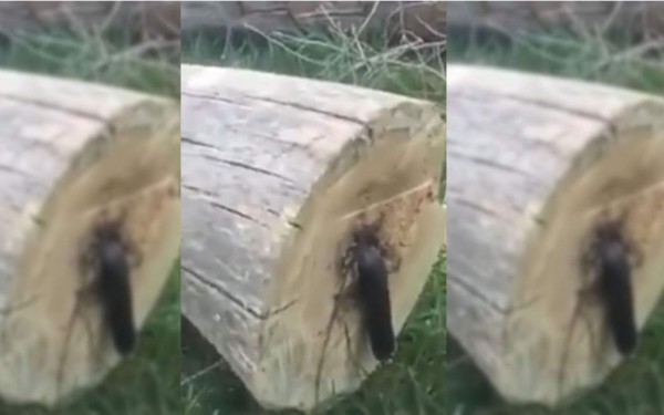 Corta un árbol y se encuentra una sorpresa en el centro