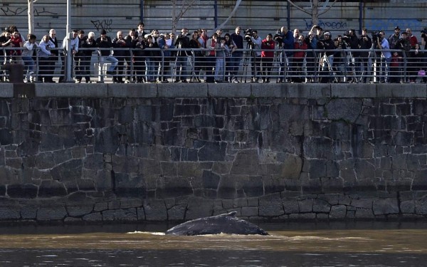 Una ballena perdida en un puerto sorprende a los argentinos