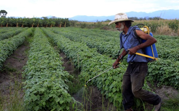 Gobierno garantiza precio de compra a productores de frijol  