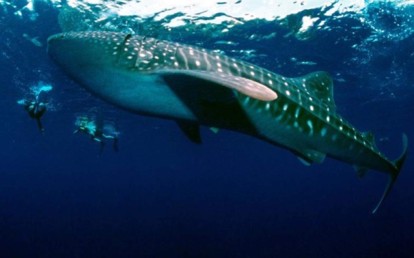 ¿Quiere nadar con tiburones ballena en Filipinas?