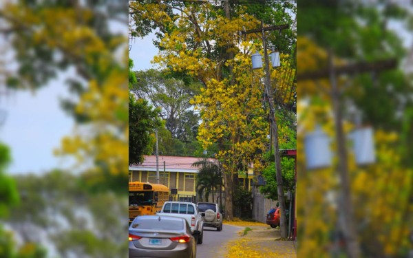 Con su espectacular floración, árboles de San Juan embellecen San Pedro Sula