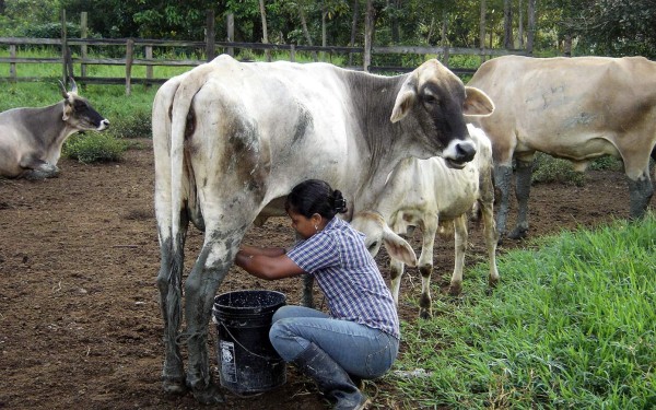 Producción lechera baja en 800,000 litros